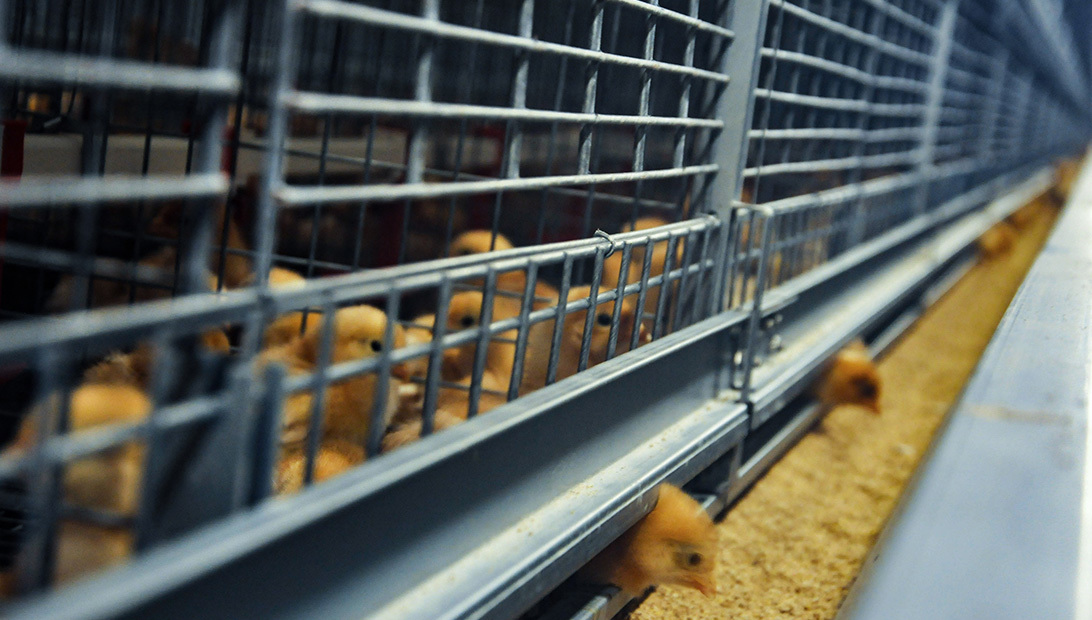 Shuohui brooding cage, designed to optimize space and provide optimal conditions for chick growth.