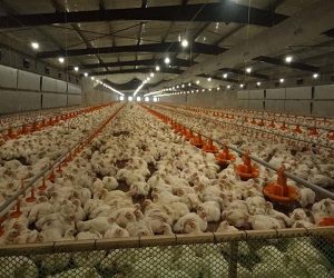 Industrial chicken farming with automated systems