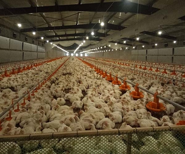 Industrial chicken farming with automated systems
