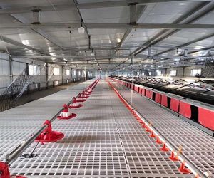 chicken farm with Smart farming system