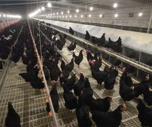Healthy chickens in a clean, disinfected coop.