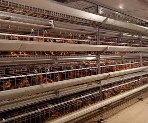 Chicken in the Hen Cages