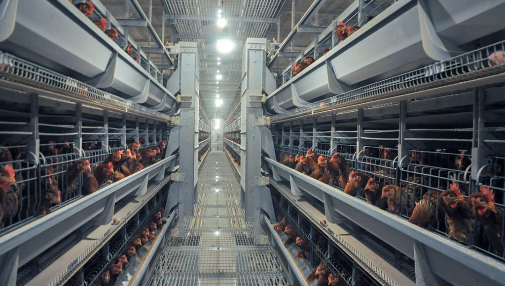 The automatic feeding system is feeding the chickens in the layer chicken cages.