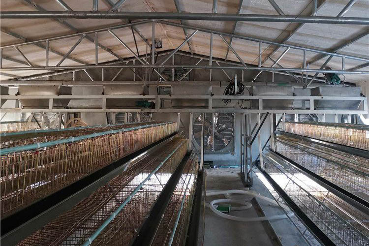 Gantry Feeder in Poultry Farming