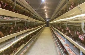 50,000 Laying Hens Cages Helps India Successfully