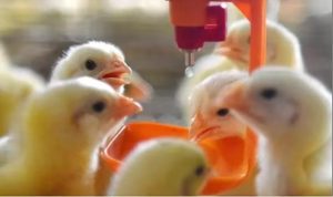 chicken drinking water