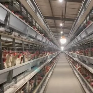 Broiler Chicken in the cage