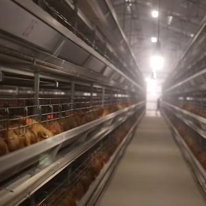 hens in the chicken cage