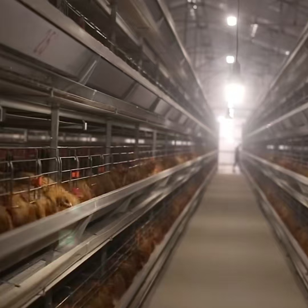hens in the chicken cage
