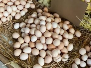 low egg-breakage