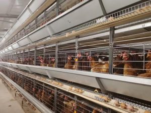 Successful Farming of 35,000 Chickens
