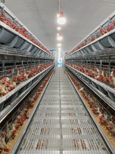 Chicken Farm Equipment: Raising 28,000 Chickens with Feeding Systems