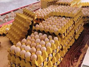 90,000 Eggs Daily with Egg Collection Systems