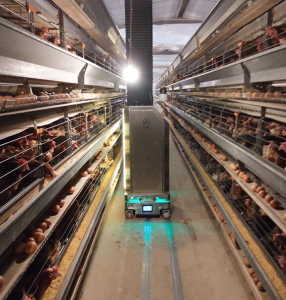 Chicken Robot Monitoring Chicken Health