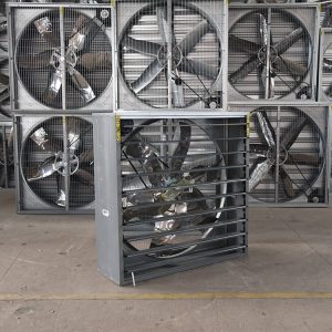Positive and negative pressure fans in a poultry house, designed to optimize airflow, regulate temperature, and improve chicken health and production efficiency.