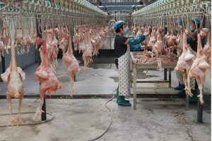 a successful poultry business