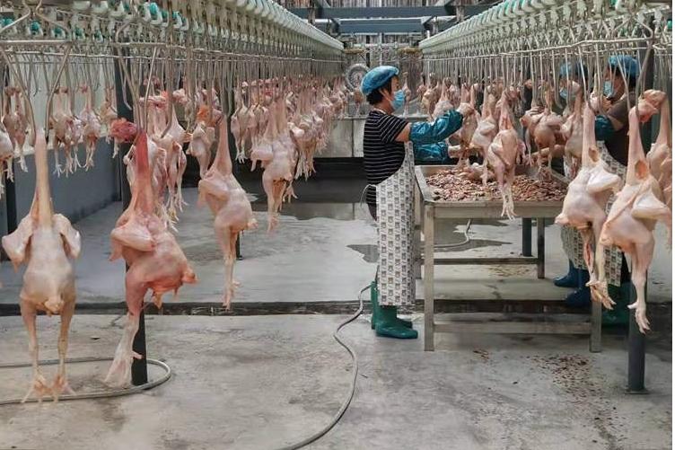 a successful poultry business