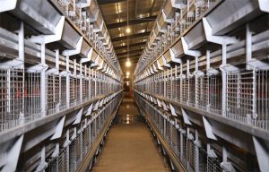 Standardized Poultry House Management: Key Tips for Boosting Farming Efficiency