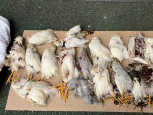 A group of dead chickens lying on the ground