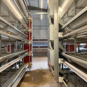 sustainable chicken farming with automated systems, ensuring efficient production and animal welfare.