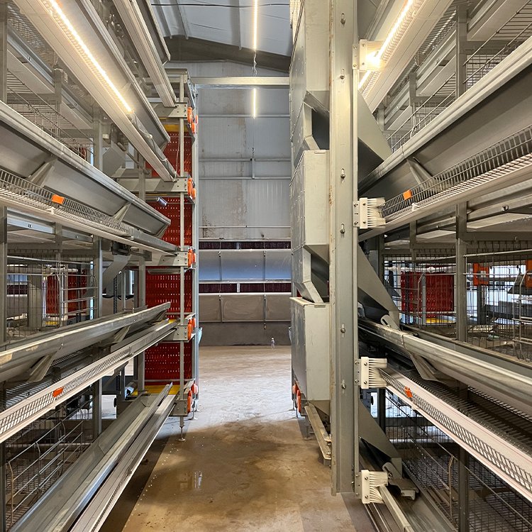 sustainable chicken farming with automated systems, ensuring efficient production and animal welfare.