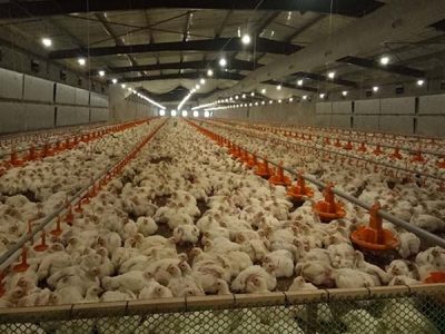 Industrial chicken farming with automated systems