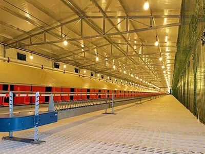 Commercial Chicken Farming