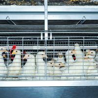 shuohui Baby Chick Cage