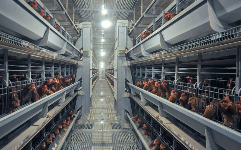 The automatic feeding system is feeding the chickens in the layer chicken cages.