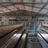 Gantry Feeder in Poultry Farming
