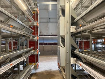 sustainable chicken farming with automated systems, ensuring efficient production and animal welfare.