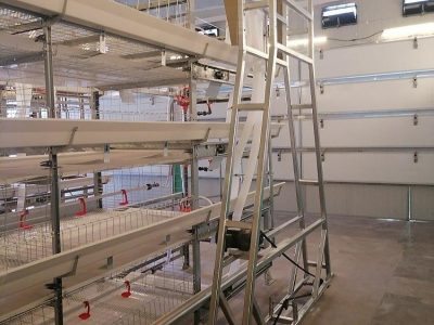 chicken manure conveyor belt