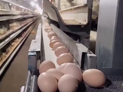 Automatic Chicken Cage