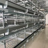 H Type Chicken Cage