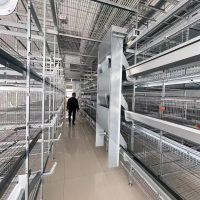 H Type Chicken Cage